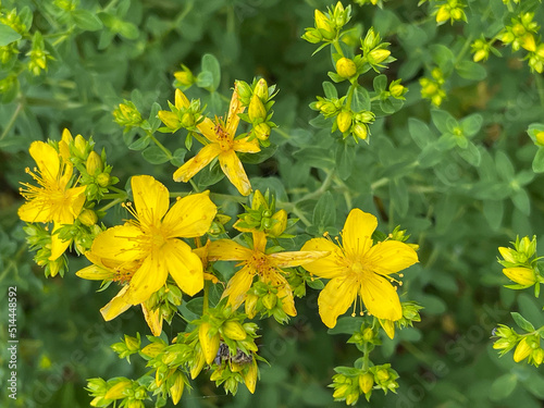 St. John's wort, Hypericum perforatum photo