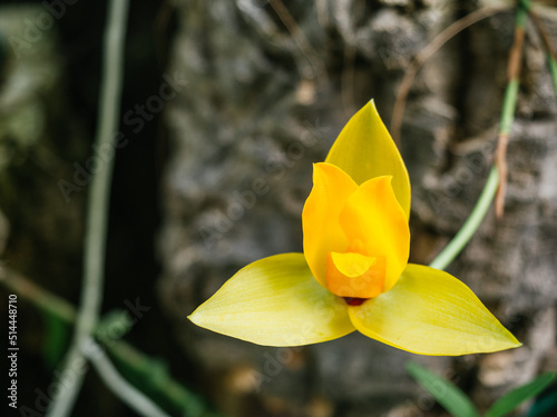 Lycaste aromatica is a species of orchid with terrestrial or epiphytic habit. It is originally from Central America. photo