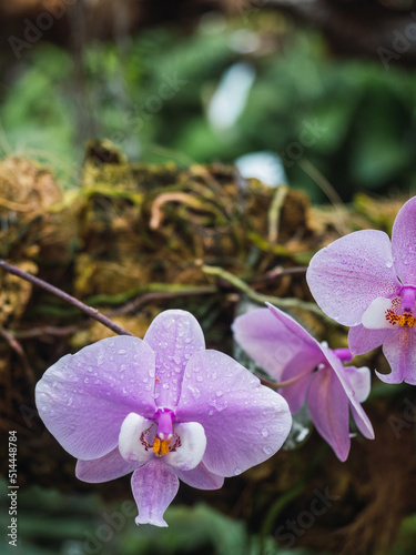Phalaenopsis schilleriana is an orchid of the Phalaenopsis genus of the Epidendroideae subfamily of the Orchidaceae family. natives of the philippines photo