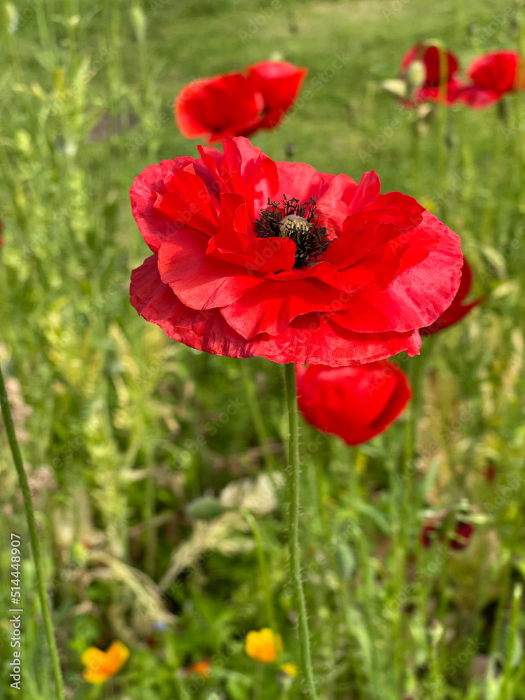 Corn poppy, Papaver, rhoeas