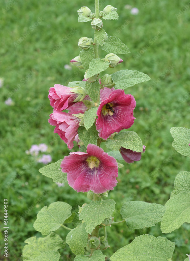 Fototapeta premium Hollyhock, Alcea rosea