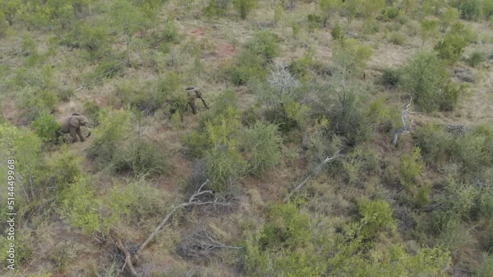 Aerial View of Elephants walk in the savana, Balule Nature Reserve, Maruleng NU. Aerial View of Elephants walk in the savana, Balule Nature Reserve, Maruleng NU.