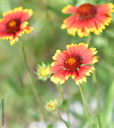 Gaillardia flower  Latin. Gaillardia  in summer garden 