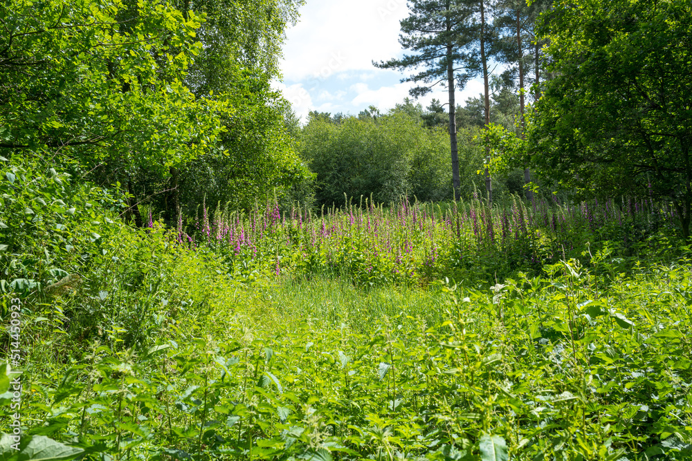 Group of pretty foxgloves digitalis purpurea in a clearing in the verdant green forest in the summer Group of pretty foxgloves digitalis purpurea in a clearing in the verdant green forest in the summer