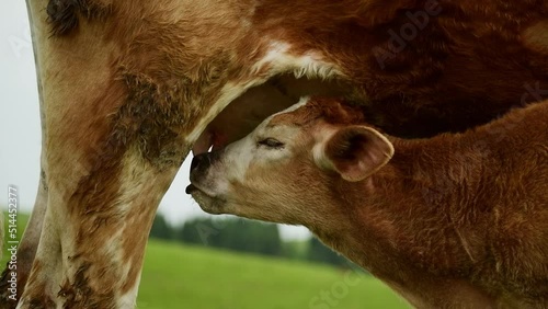 baby cattle eat milk from mother