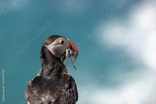 An Atlantic puffin carrying sand eels © Zoe
