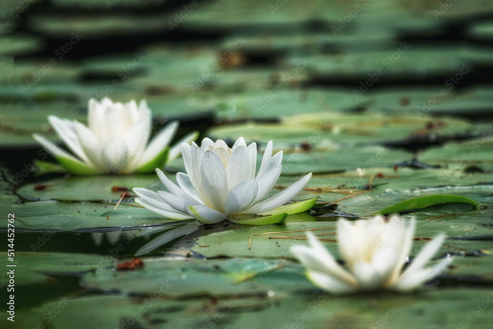 A group of water lilies in the pond.  A blooming flower and Lily pads are found at Sky Lake in Summer here in Upstate NY.	