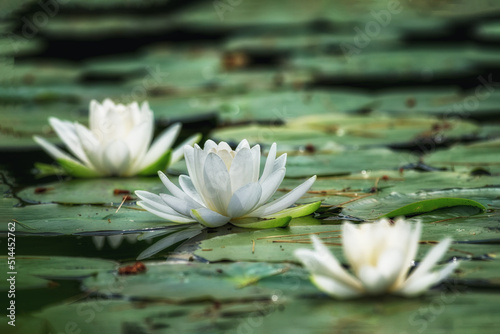 A group of water lilies in the pond. A blooming flower and Lily pads are found at Sky Lake in Summer here in Upstate NY. 