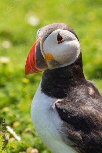 Close up portrait of an Atlantic puffin © Zoe