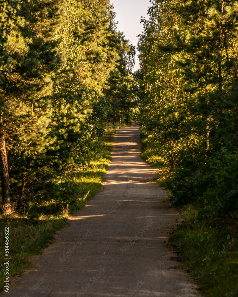 Road in the woods at sunset Road in the woods at sunset