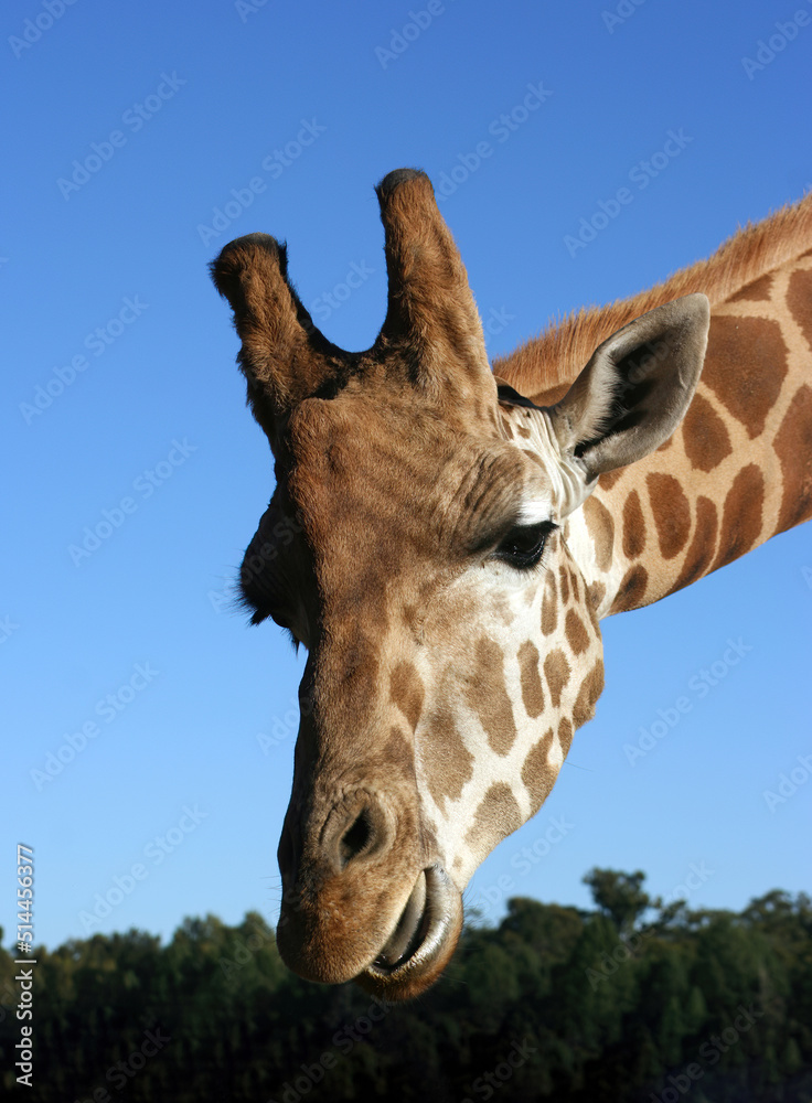 Fototapeta premium Close up of a giraffe's head, New South Wales, Australia 