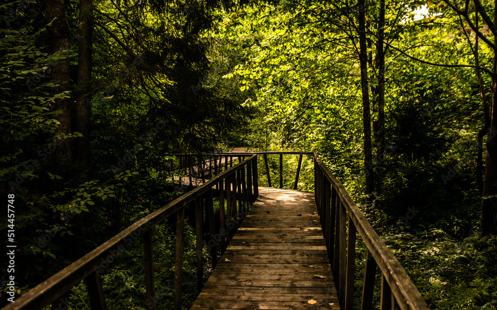 Wooden bridge in the green forest Wooden bridge in the green forest