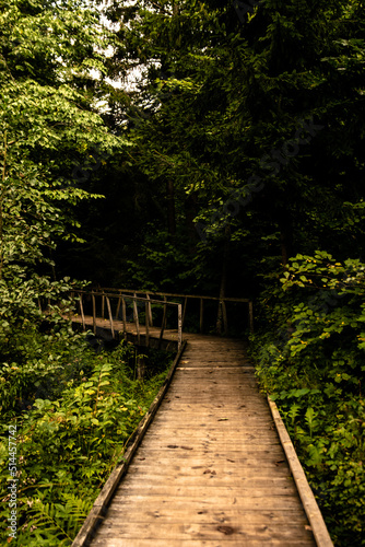 Wooden bridge in the green forest