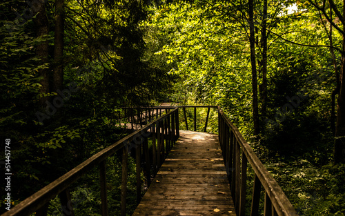 Wooden bridge in the green forest