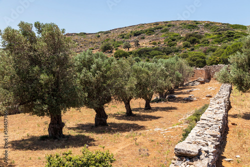 Old olive ttrees and ancient wall at Melanes traditional village in Naxos. Greece.