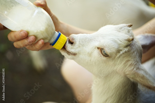 A baby goat kid drinking milk from a bottle on a small farm in Ontario, Canada.