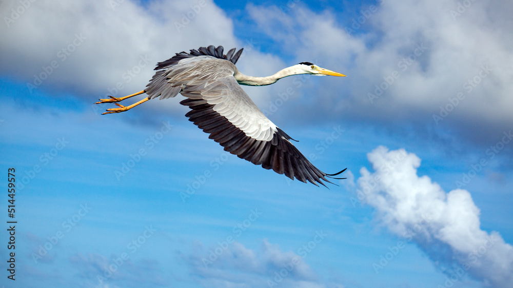 Fototapeta premium A gray heron took off from the shore.