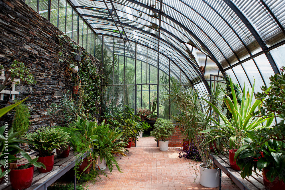 Gardening potted plants in a vintage greenhouse