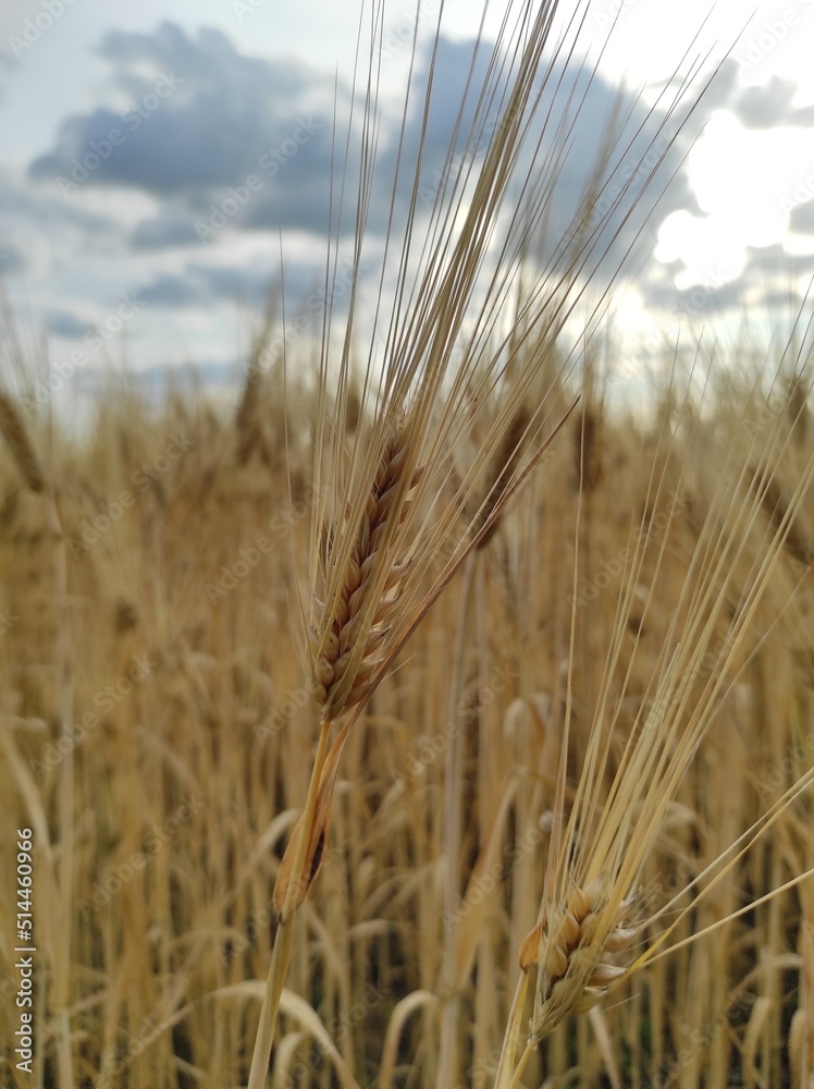 Fototapeta premium ears of wheat on the field