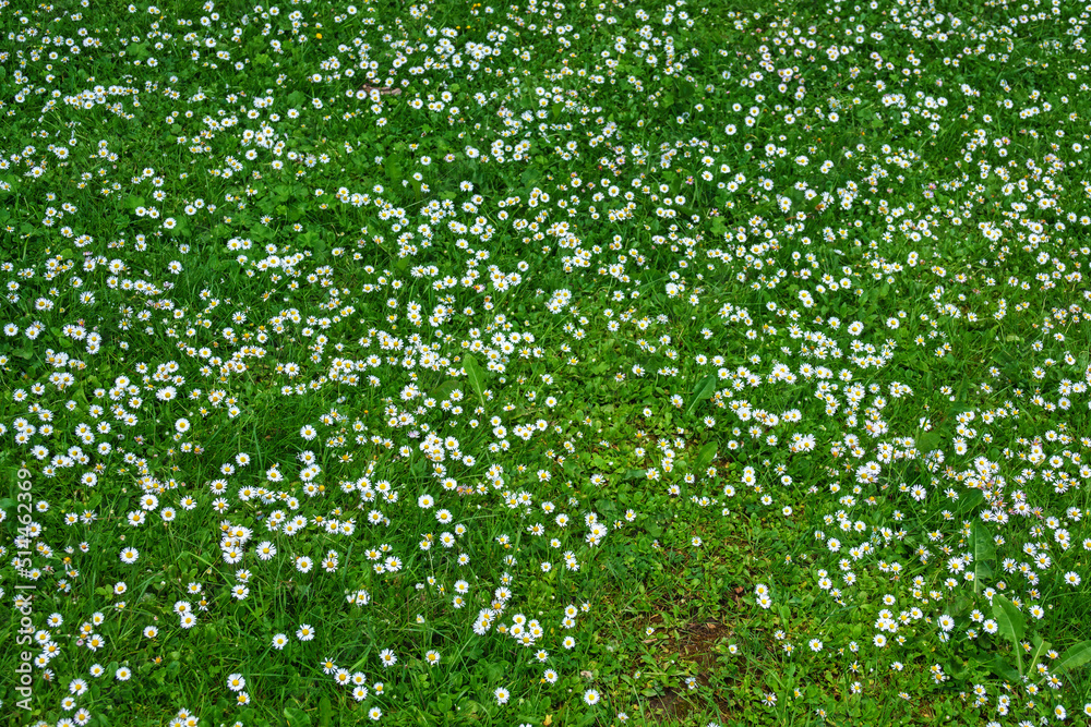 Many flowering Daisies in a lawn Many flowering Daisies in a lawn