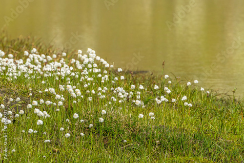 Flowering White cottograss on the meadow