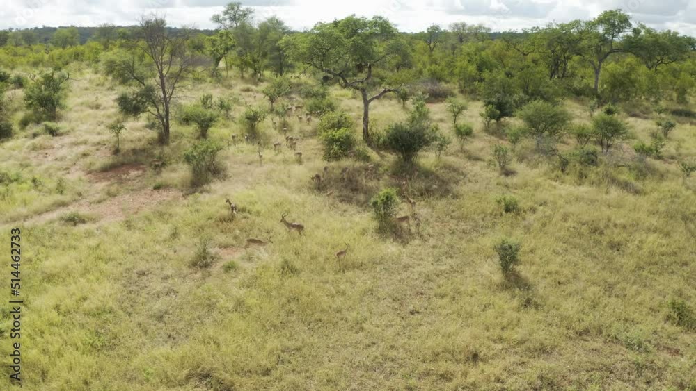 Aerial View of Antelopes in the savana along the dirt road, Balule Nature Reserve, Maruleng NU, Limpopo, South Africa. Aerial View of Antelopes in the savana along the dirt road, Balule Nature Reserve, Maruleng NU, Limpopo, South Africa.