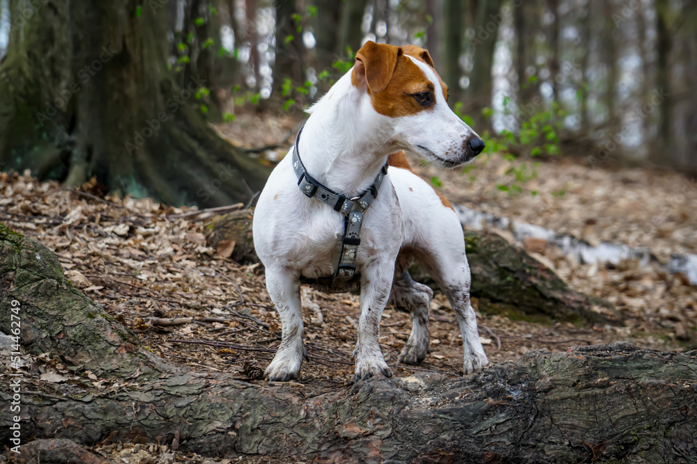 jack Russell terrier, pies, dog, jack Russell terrier, pies, dog,