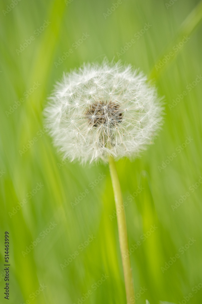 Dandelion seedpods in a meadow. Dandelion seedpods in a meadow.