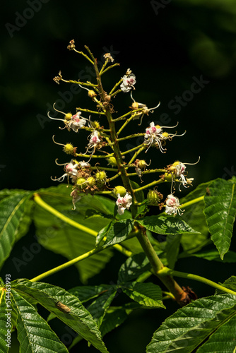 Chestnut tree with fading flowers and small chestnuts.