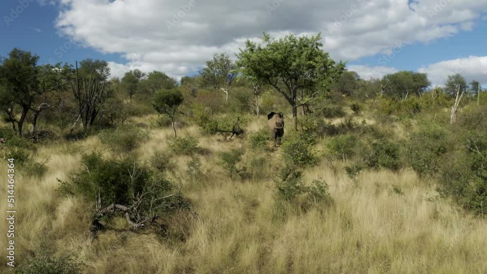 Aerial View of Elephants walk in the savana, Balule Nature Reserve, Maruleng NU. Aerial View of Elephants walk in the savana, Balule Nature Reserve, Maruleng NU.
