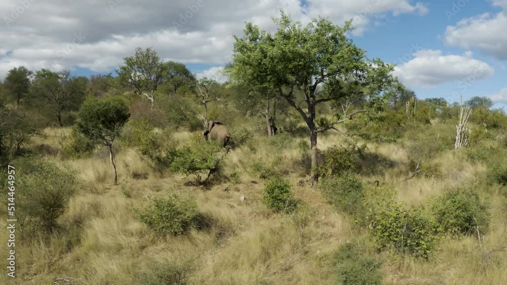 Aerial View of Elephants walk in the savana, Balule Nature Reserve, Maruleng NU. Aerial View of Elephants walk in the savana, Balule Nature Reserve, Maruleng NU.