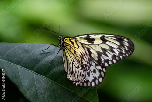 Photography white butterfly