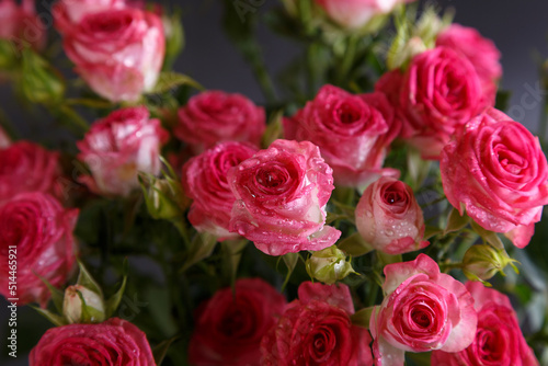 Beautiful bouquet of pink  red  roses bushes with water drops on a black background. Selective focus  close-up.