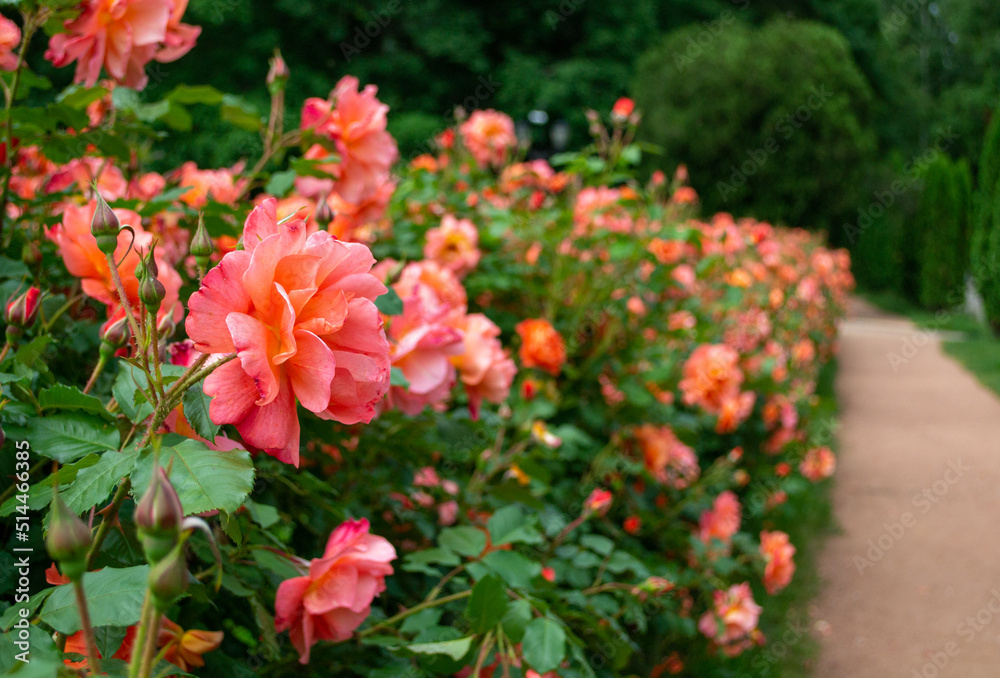 Bush pink roses blooming in a row. Pink roses blurred in the background
