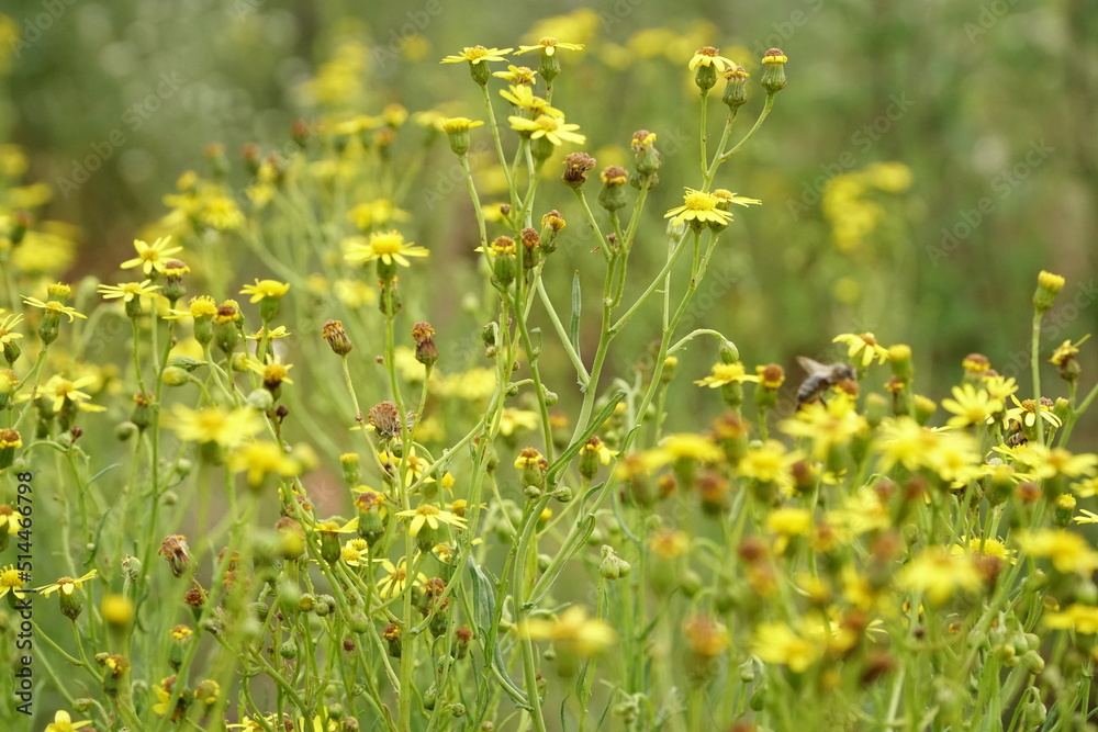 A yellow flowers of ragworts in bright sunlight A yellow flowers of ragworts in bright sunlight
