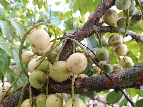 A bunch of ripe duku fruit on a tree branch that is blooming in spring. Lansium domesticum Asian local fruit