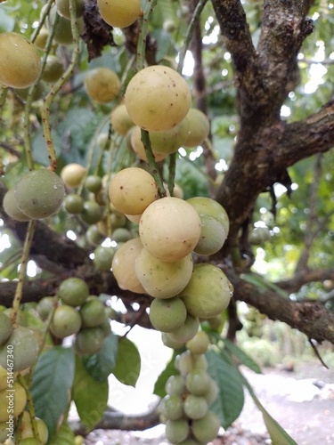 closeup view of ripe duku fruit on duku tree branch blooming with raindrops in spring