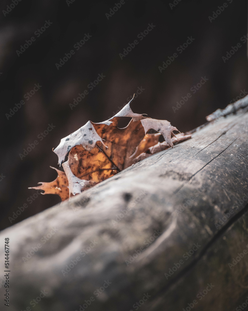leaf on a rock leaf on a rock