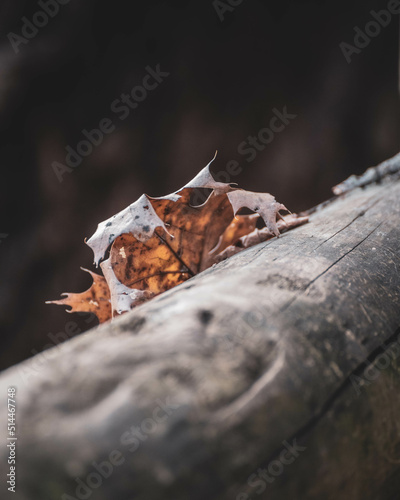 leaf on a rock