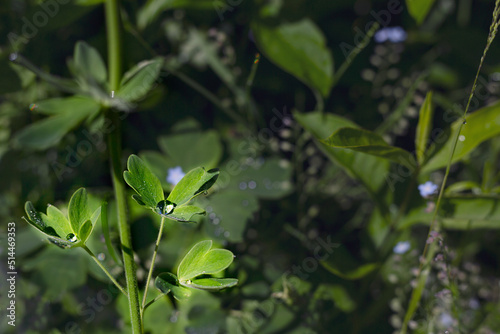 Wallpaper Mural Green leaves with raindrops in the summer garden . Shooting in a dark key Torontodigital.ca