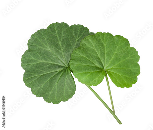The geranium leaves isolated on a white background, top view