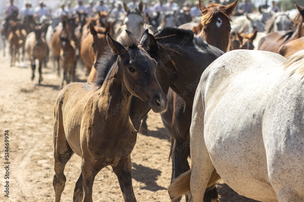 El Rocio, Huelva, Spain. Transfer of mares is a livestock event carried out with swamp mares, which is held annually in the municipality of Almonte, Huelva. In Spanish called 