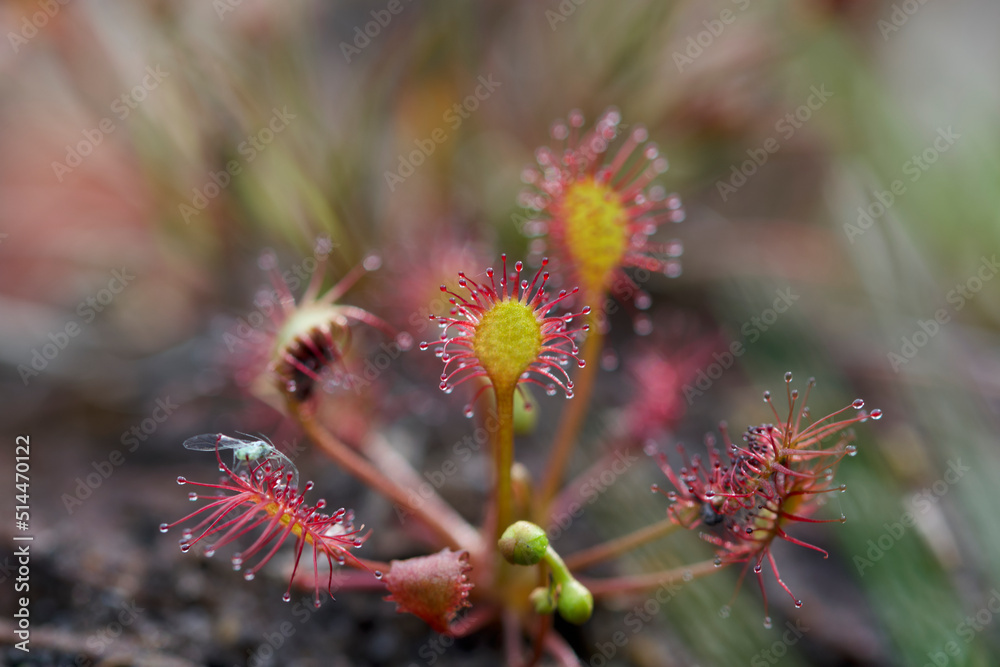 Sundew possible hybrid round leaved and oblong leaved in West Sussex UK Sundew possible hybrid round leaved and oblong leaved in West Sussex UK