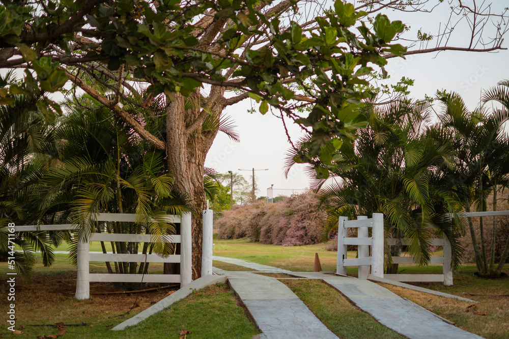 Farm entrance with a big tree, white painted wooden fences, grass, coconut and palm trees.