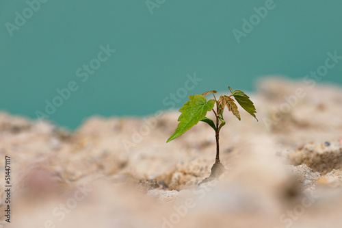 Kleine Pflanze auf trockenem Sandboden mit Wasser im Hintergrund