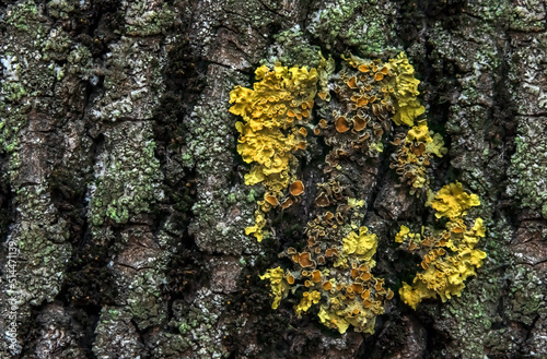 Close-up tree bark and moss on it. Background with selective focus © Сергей Иванкин