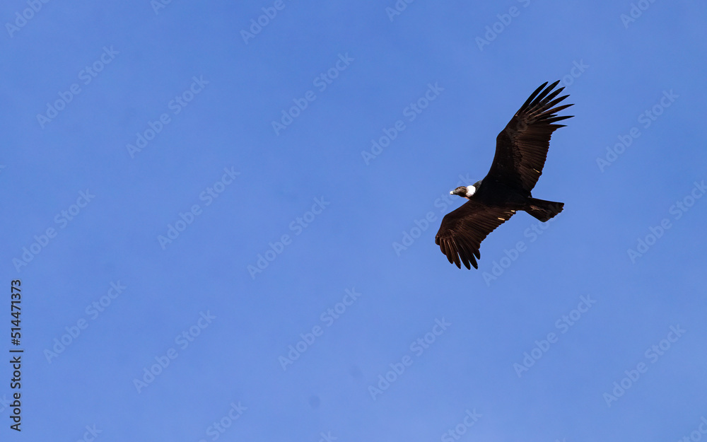 Condor Andino in Talampaya National Park Condor Andino in Talampaya National Park