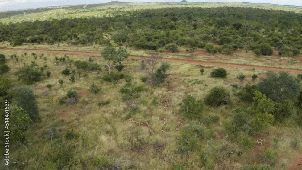Aerial View of Antelopes in the savana along the dirt road, Balule Nature Reserve, Maruleng NU, Limpopo, South Africa. Aerial View of Antelopes in the savana along the dirt road, Balule Nature Reserve, Maruleng NU, Limpopo, South Africa.