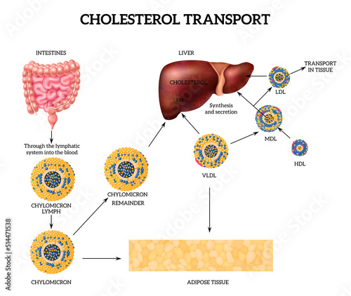 Cholesterol Transport Concept photo