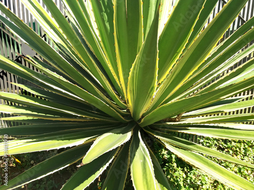 Agave is a plant belonging to the Asparagaceae family and adapts to tropical climates. Blue agave has also become popular because it is one of the components of traditional tequila.
